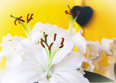 Madonna lily with heart