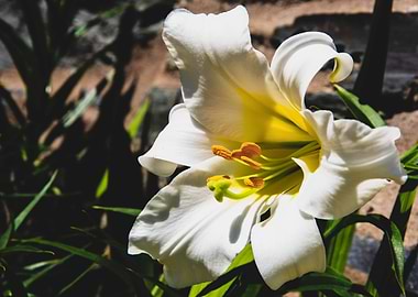 Madonna lily in garden
