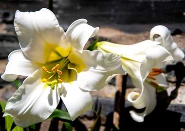 Madonna lily in garden