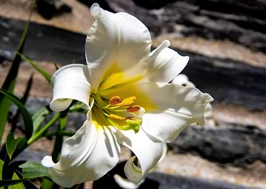 Madonna lily in garden