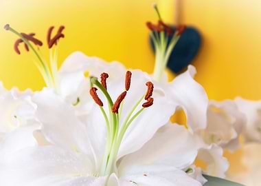 Madonna lily with heart