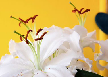 Madonna lily with heart