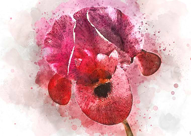 wild Iris image in spring