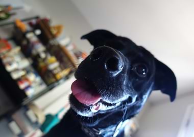 Dog Face