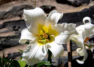 Madonna lily in garden