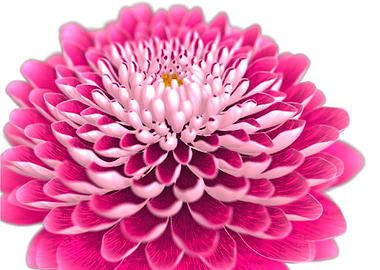 Chrysanthemum