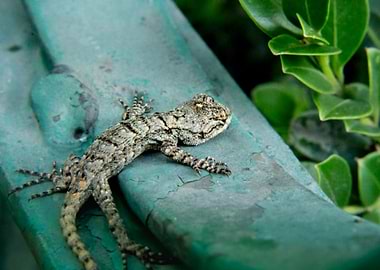 Lizard in Mexico City