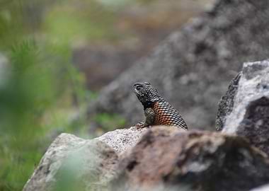 Colorful Collared Lizard