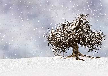 Winter Tree