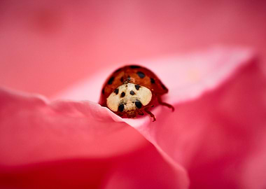Ladybug