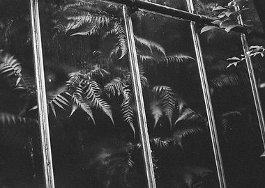 Monochrome Botanicals