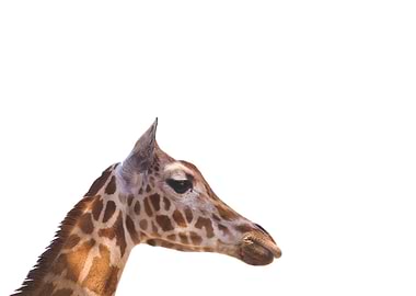 Minimalist Giraffe