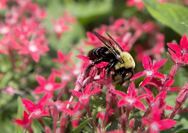 Bumblebee in Pink Flowers