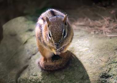 Chipmunk in the Park
