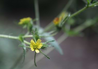 Yellow Flower Macro