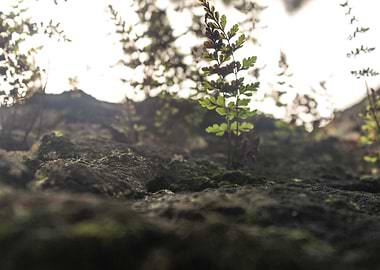 Ferns from Below