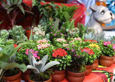 Plant Vendor Stand