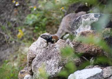 Collared Lizard on a Rock