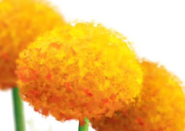 Marigolds