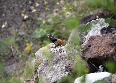 Collared Lizard in Mexico