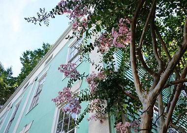 Flowers Over Building