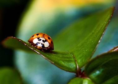 Ladybug