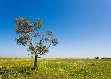 Tarquinia countryside
