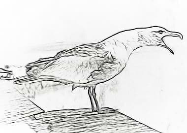 Seagull drawing