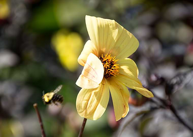 Bee with Yellow Flowers
