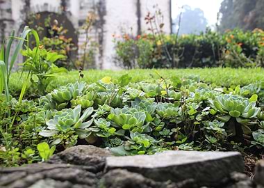 Succulents at the Convent