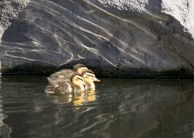 3 Ducklings