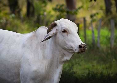 white cow