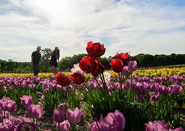 Love in the Tulip Fields
