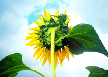 Girassol sobre nuvens