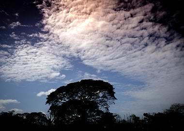 tree and sky