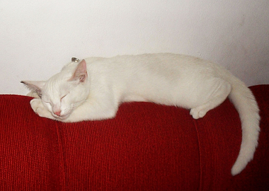 Gato branco