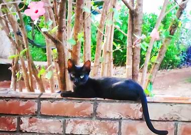 Gato preto no muro
