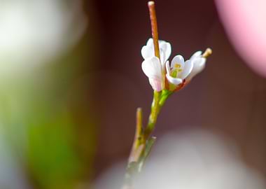 Tiny white flower