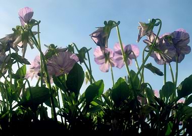 Sunlit Spring Flowers