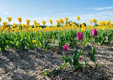 Tulip Fields and Blue Sky