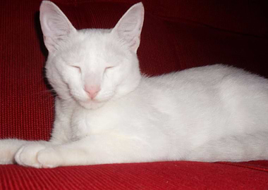 White Cat