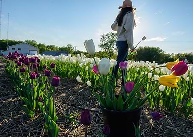 Zen Tulip Field Portrait