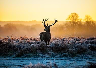Stag in the Mist