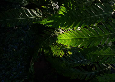 Jungle Leaf