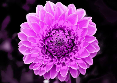 Dahlia pop magenta