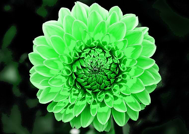 Dahlia pop green