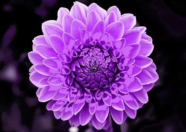 Dahlia pop purple