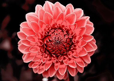Dahlia pop red