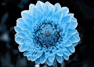 Dahlia pop turquoise