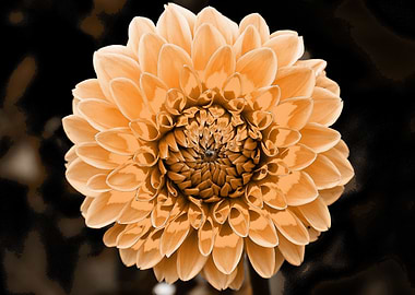 Dahlia pop beige